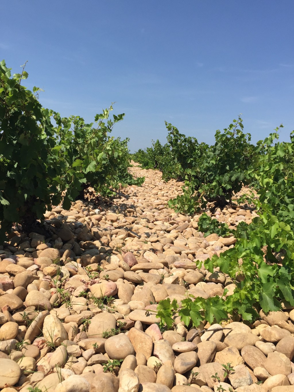 The galets of Châteauneuf-du-Pape: large rounded stones covering the ground completely between the vines.