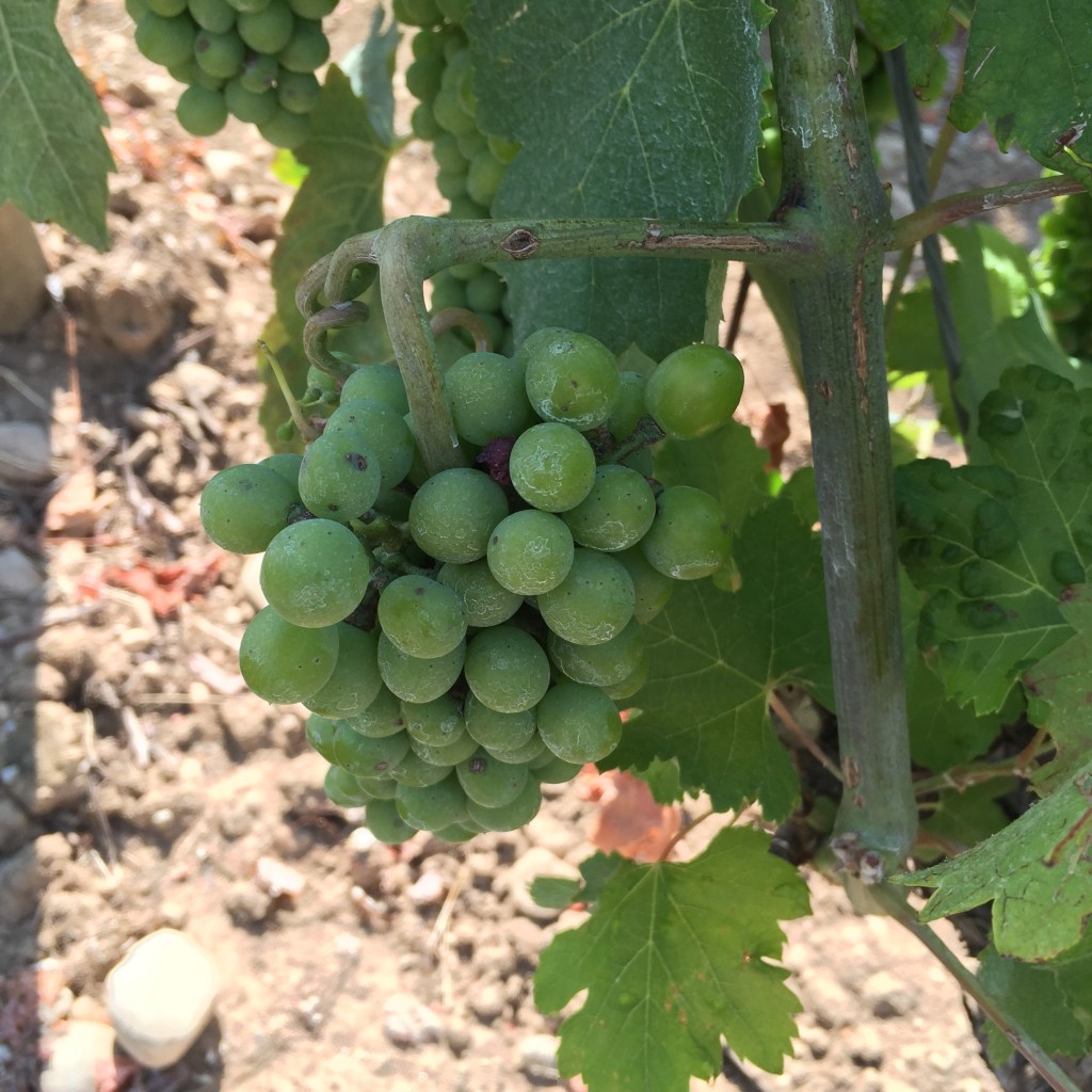 A bunch of small unripe green grapes hanging on the vine above pale stony ground.