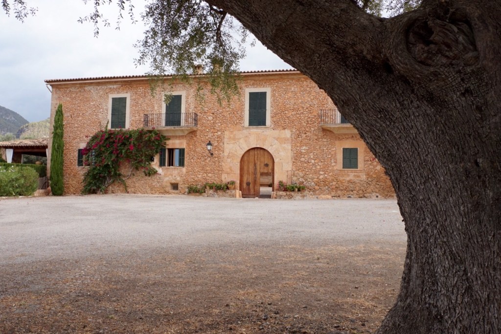 A stone Mallorcan estate house with green shutters and bougainvillea, seen past the trunk of an old olive tree
