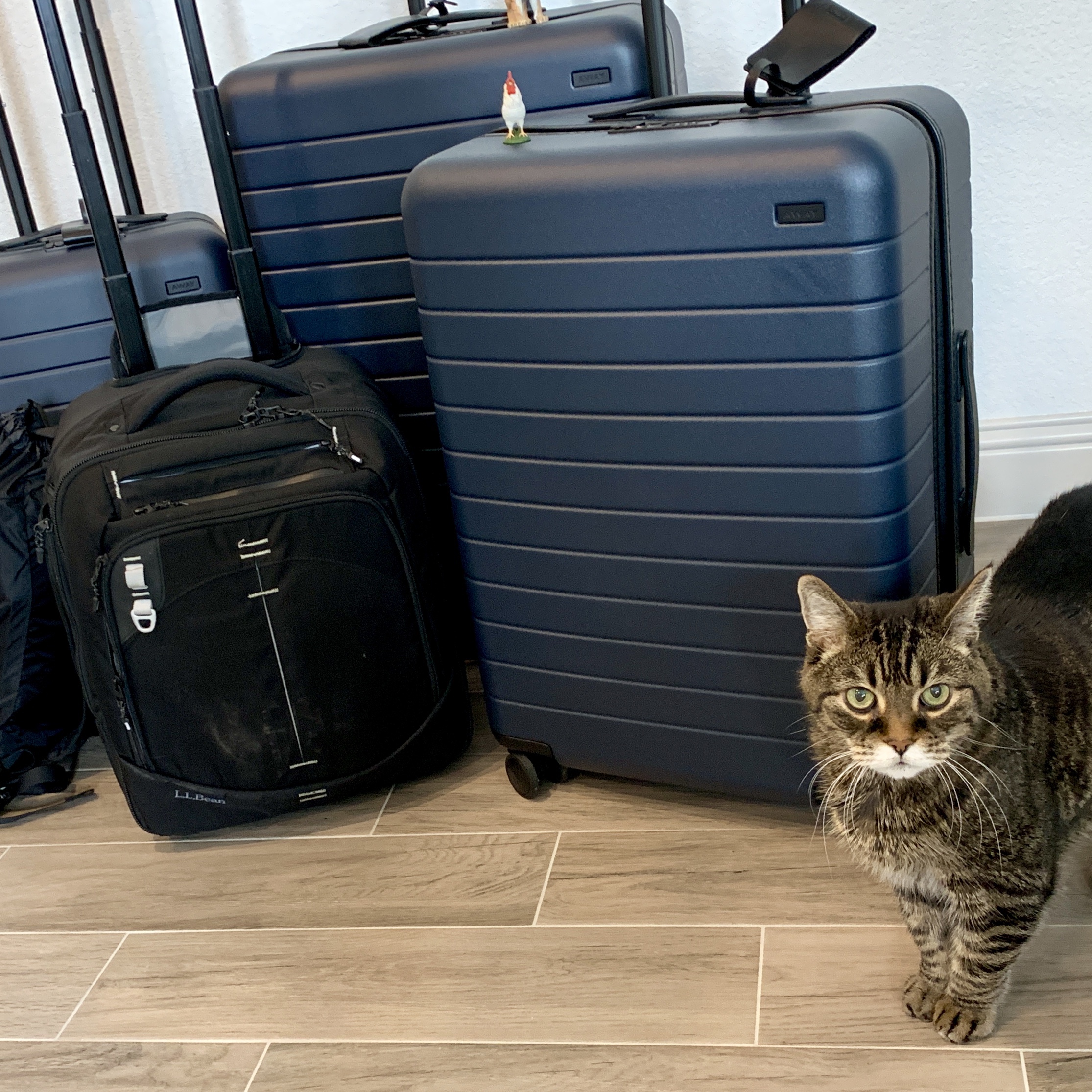 Two navy hard-shell suitcases and a black holdall by the door, with the tabby cat sitting beside them