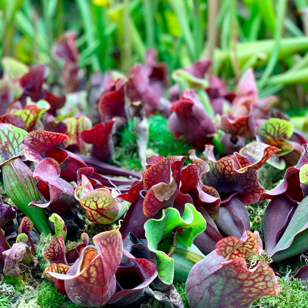 Deep red pitcher plants hanging in the conservatory