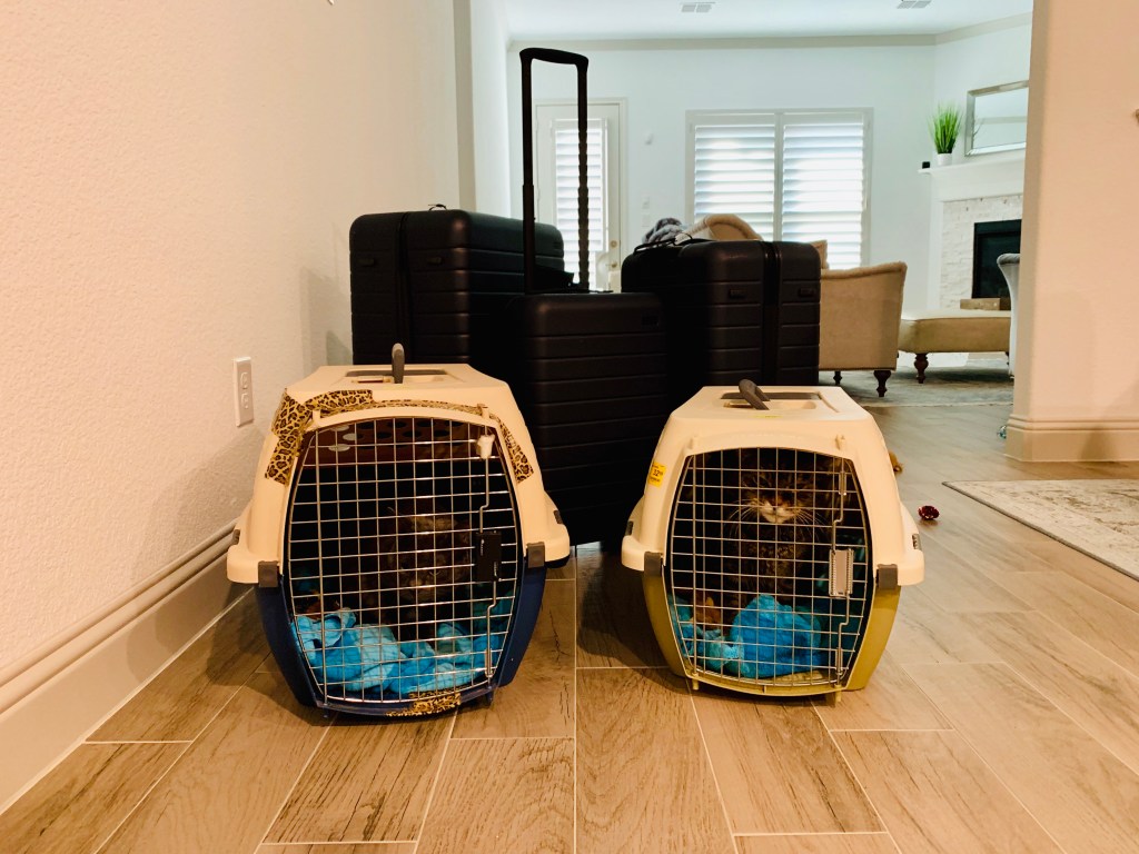 Two cat carriers side by side on a tiled hallway floor, a cat settled inside each, with a stack of hard-shell suitcases behind them.