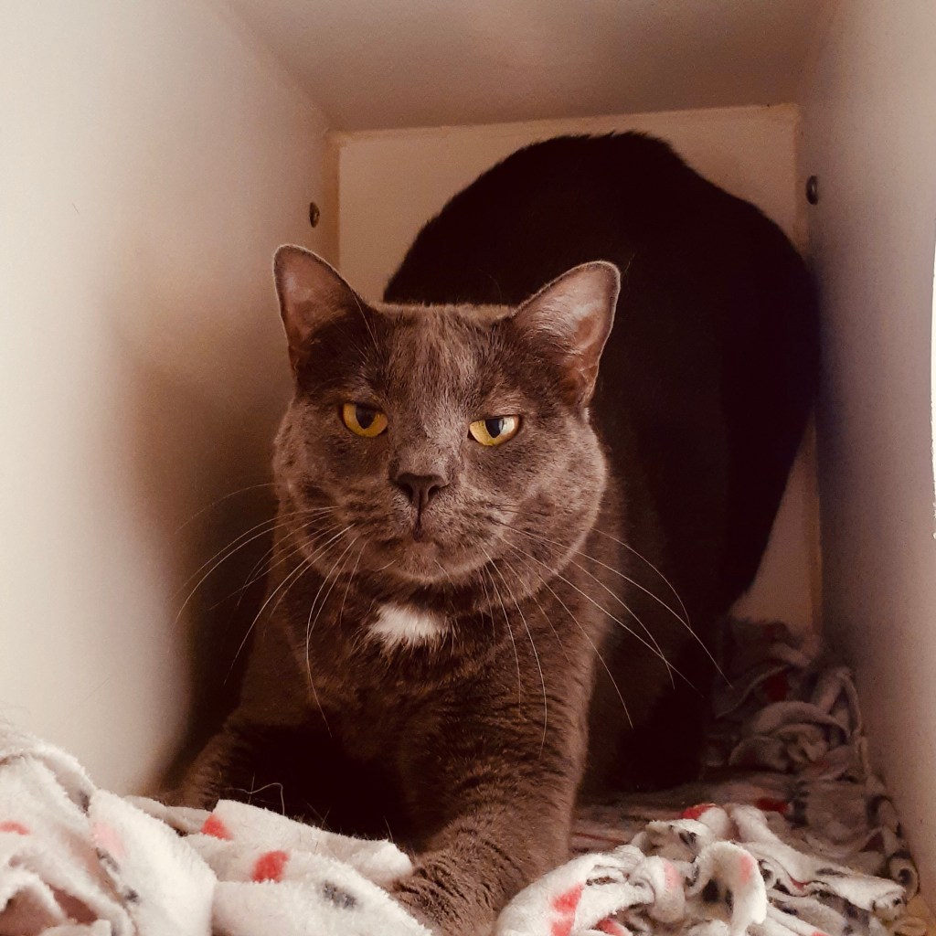 A grey cat sitting upright in a white cat bed on a folded blanket, looking at the camera.