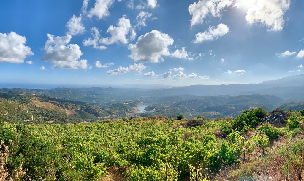 A wide view from the vineyards high above Chania: rows of vines in the foreground, terraced olive groves falling away down the hillside to a small reservoir, and the sea beyond under a sky of scattered cloud.