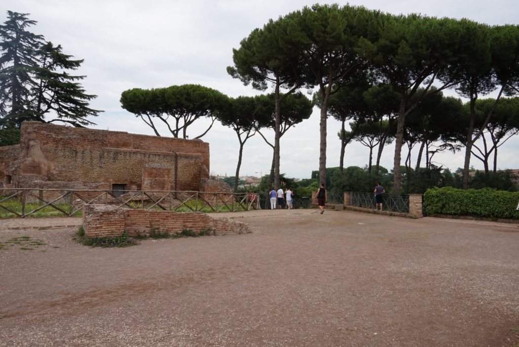 Umbrella pines along a gravel terrace on the Palatine with ruined brick walls beside them