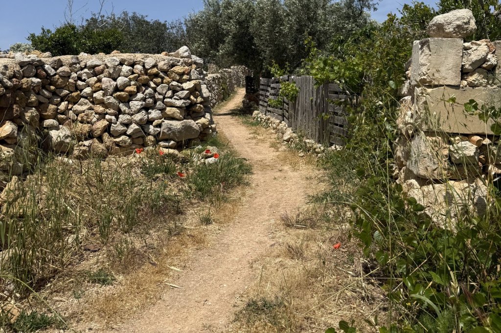 A sunlit dirt path between dry limestone rubble walls with wild poppies growing through them, on the way to the winery at Ħad-Dingli.