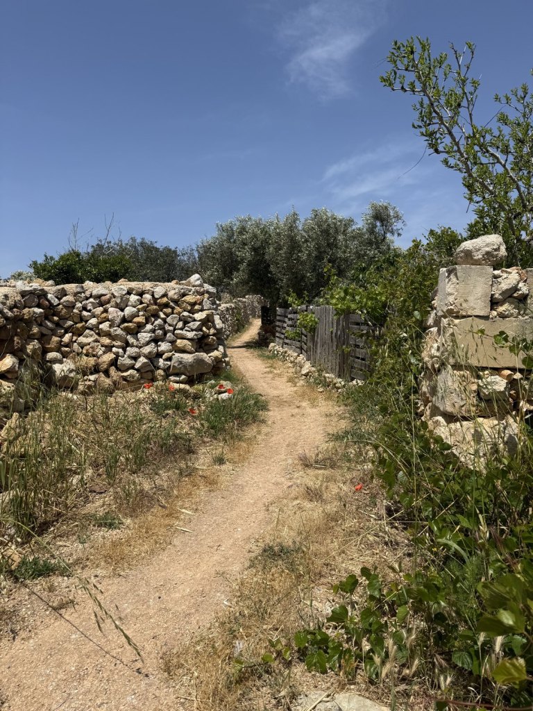 A narrow dirt track running between a dry stone rubble wall and a weathered timber fence, red poppies in the dry grass, olive trees and deep blue sky ahead