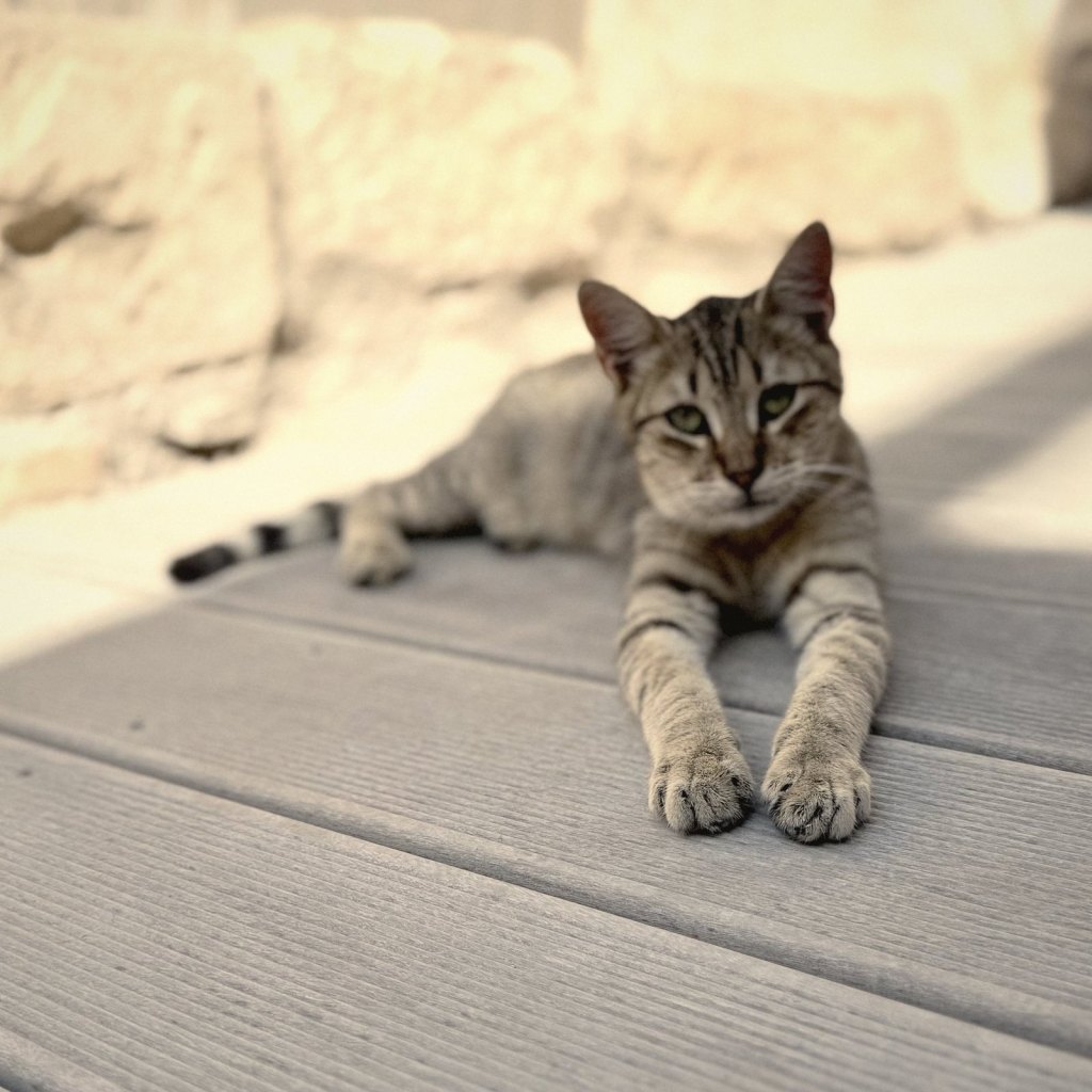 A tabby cat stretched out on grey decking in the shade beside a stone wall, looking straight at the camera
