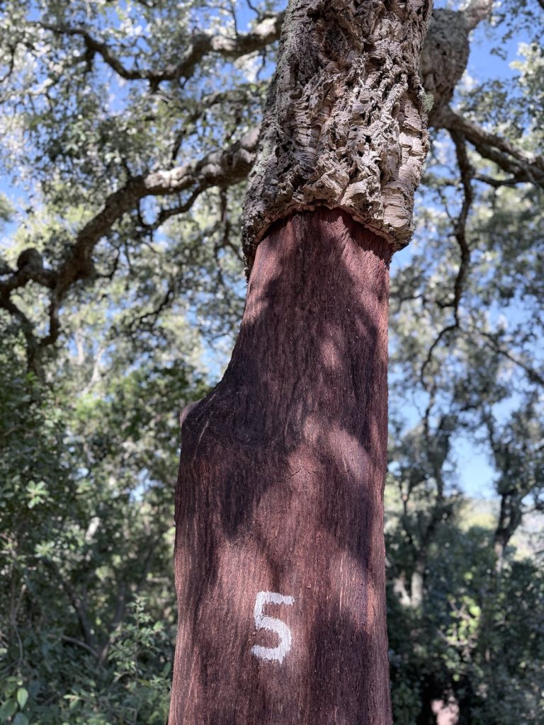 The trunk of a cork oak stripped back to smooth red-brown wood with the number 5 painted on it in white, and rough grey cork bark still on the tree above