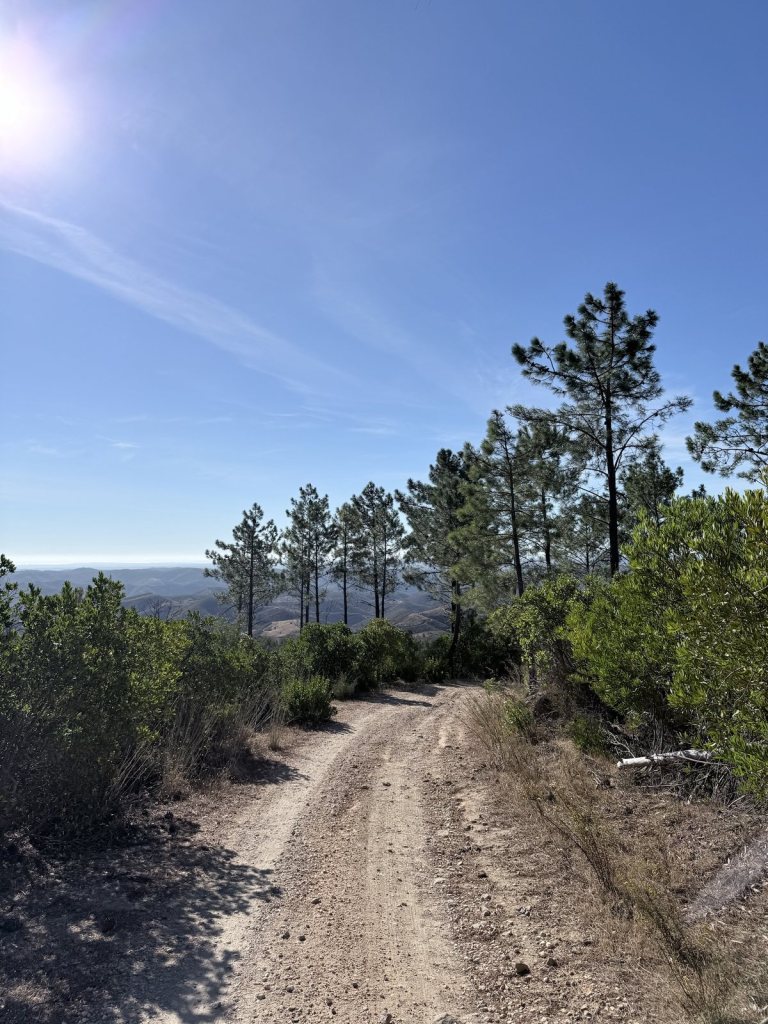 A pale gravel track running between scrub and tall pines, with hazy hills and a glimpse of sea on the horizon