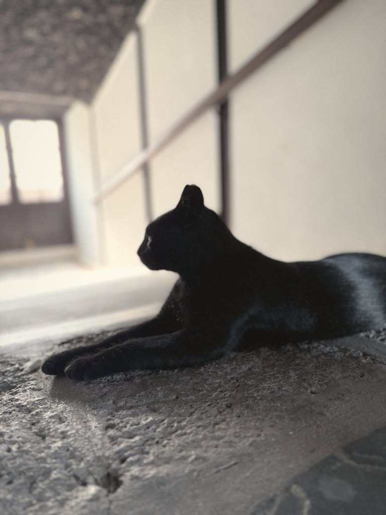 A black cat lying on a stone floor in a whitewashed passage.