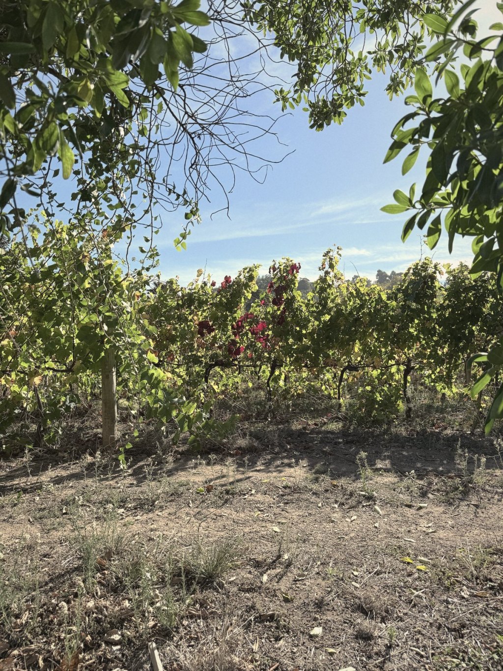 Colares: A Day in the Westernmost Vineyards in&nbsp;Europe