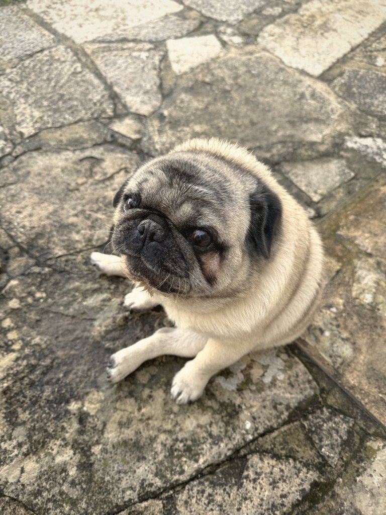 A pug sitting on the stone flagstones of the terrace, looking up at the camera