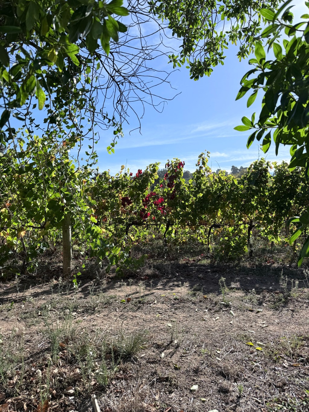 Colares: A Day in the Westernmost Vineyards in Europe