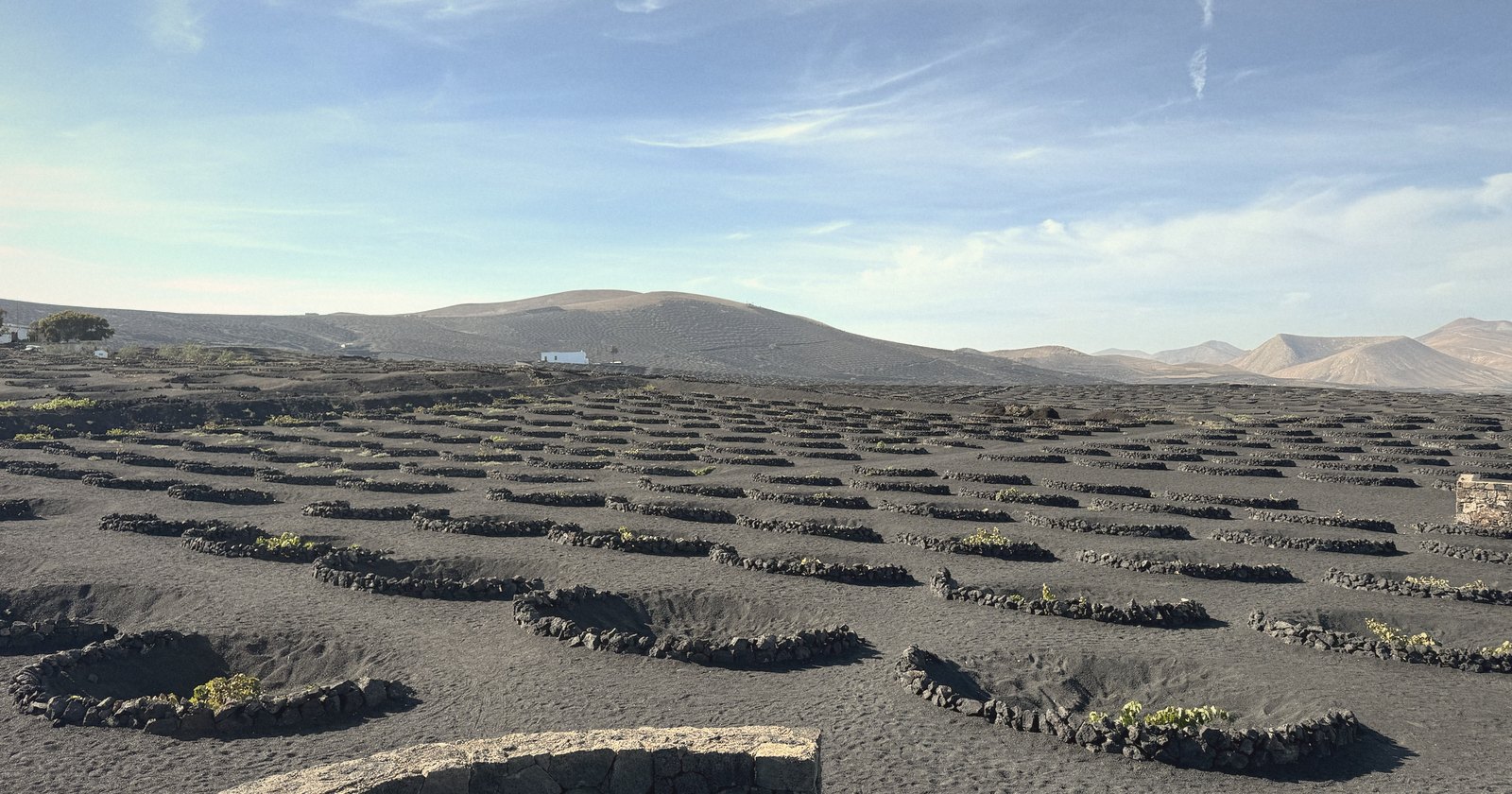 Rows of low semicircular lava-stone walls sheltering vines across a field of black volcanic ash, with brown volcanic hills under a blue sky.