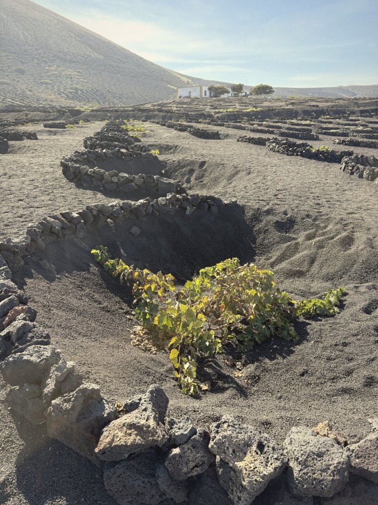 A vine growing in a pit dug into black volcanic ash, sheltered by a curved wall of lava stones, with a white farmhouse and a volcanic slope behind.